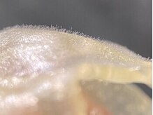 レイラ 四条烏丸(Rayla)/フェイシャルワックス/お顔WAX