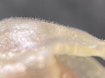 レイラ 四条烏丸(Rayla)/フェイシャルワックス/お顔WAX