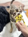 ヒーリングルームナオミ(healing room703) 我が家の愛犬マルコです!