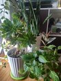 トム トム 愛情注いで育ててる観葉植物ちゃん達です私を癒してくれるんです