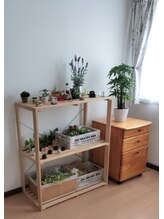 エキナセア(echinacea)/