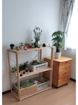 エキナセア(echinacea)/