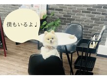 ラ ルーチェ(La Luce)の雰囲気（看板犬のわたあめ♂3歳です！）