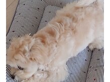 プリマヴェーラ(Primavera)の雰囲気（時々犬がいたりします☆）