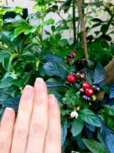 桃の木 吉祥寺店/自爪散歩　とうがらし？