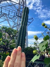 桃の木 吉祥寺店/自爪散歩　柱サボテン