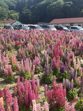 桜リラクゼーション 水木