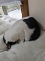 ネイルアンドまつ毛エクステ ルーナ イオン相模原店&nbsp;実家に動物がたくさんいます！