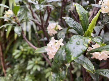 森の整体院/銀木犀