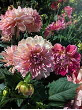 こりとりふぁーむ イオン伊勢店&nbsp;藤岡 【女】