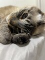フィールディヴァイン(Fieldivine) 動物が大好きで、17才になる愛猫を飼っています♪