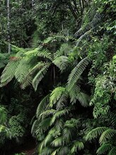 眠れる癒しの森 立川2号店&nbsp;癒しの森 李