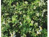 妊活卒業続々！免疫対策も◎【さし草蒸し】40分￥3800