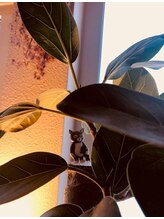 リンデン(Linden)&nbsp;清藤 