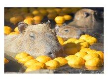 130°の癒し 燕店/カピバラさんも温活