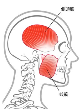 足圧宗家 良知整骨治療院/頭痛は側頭筋や咬筋も影響する