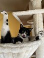 グイット 松戸店(Goo it)&nbsp;うちの愛猫、1才です。名前はナッツです!(^^)!