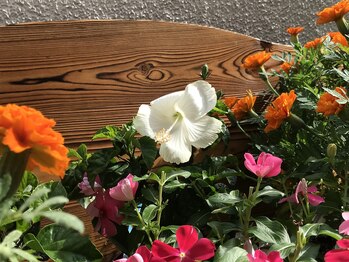 にしざわ整体院/白のハイビスカスがさきました