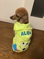 クルム(guleum) 大好きな愛犬(トイプードル)です!