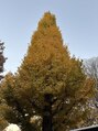 はあとねいる 富山高岡店&nbsp;明治神宮のイチョウです◎最近御朱印集めも始めました！
