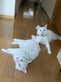 ニコ(nico) 我が家の白猫ちゃん