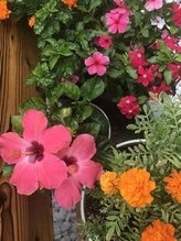 にしざわ整体院/ダブル赤ハイビスカス