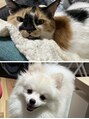 ビューティーライン 湘南台店(BEAUTY LINE) 猫と犬と暮らしてます♪お客様の愛犬、愛猫も見せてください☆