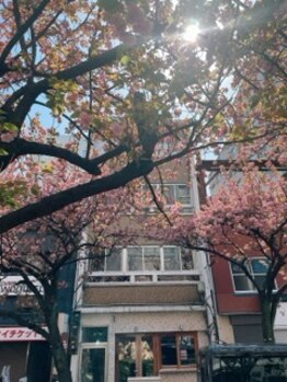 はりきゅうマッサージ ビー(Bee)/サロン外観２　桜の季節