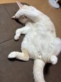 バイマリーテレジア 狸小路(by MARIE TERESIA)&nbsp;猫大好きです！
