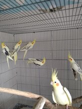 健康再生/家のインコ達 現在9羽のオカメ