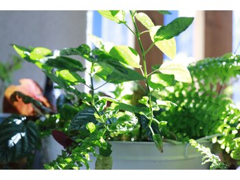 リラクゼーションスペース エン(relaxation space en)/癒されて…