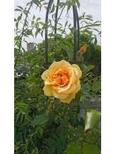 ローズリコ(Rose Rico)/