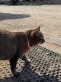 カノア アイラッシュ(KANOA) 実家に行くたび猫達に癒されてます♪