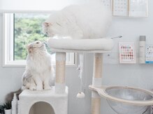 エヌプロテクト(N.Protect)の雰囲気(メニューは順次インスタにて公開!!ご期待ください!!)