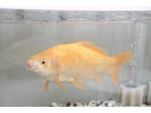 かみひこうき/金魚の“ギータ”