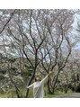 いやしの森ねはん 熊本の桜、春は桜色やぽかぽか陽気に癒されます♪