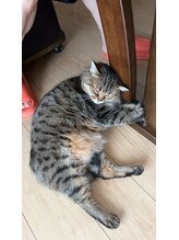 ココチ(KOKOCHI)&nbsp;ミミ 