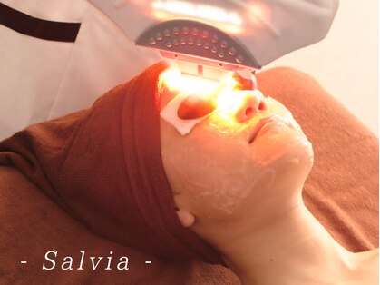 サルビア(Salvia)の写真