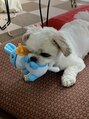 ピーボックス 南浦和(P-BOX) シーズー×チワワのミックス犬を飼っています☆