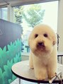 クイール(quill)&nbsp;弟の犬が癒し。しょっちゅう預かります。もこもこトイプー。
