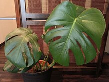 美津の頭癒しの雰囲気（【グリーン】視界からもリラックス。緑は気持ちが落ち着くカラー）
