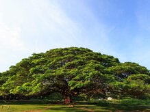 アジアンリラクゼーション ヴィラ 福岡東店(asian relaxation villa)/タイ：ジャイアントレインツリー