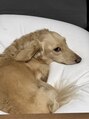 ステラ(STELLA)&nbsp;愛犬♪