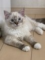 ルシック(le chic) 愛猫ラグドールのバロン3歳です♪男の子