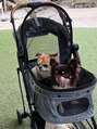 アルデオンワン(ARDEON.1) チワワを2匹飼っています!