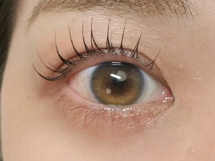 リリー(Lily)の写真