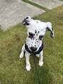 サクラ(SAKURA)&nbsp;SAKURAの番犬【タピ】仲良くしてください（笑）