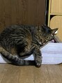リシェル 町田(Richelle) 実家で飼っている愛猫です★猫に会う為に実家に帰ってます!