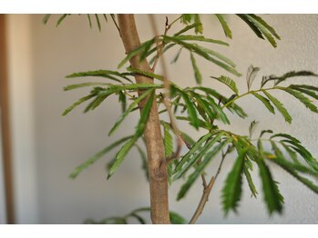 いとう鍼灸整体院 代官山恵比寿/緑が多いリラックススペース