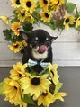 エステティックサロン サロン ド ヴィーナス 新宿店 わんちゃんを飼っています!犬種はチワワです!